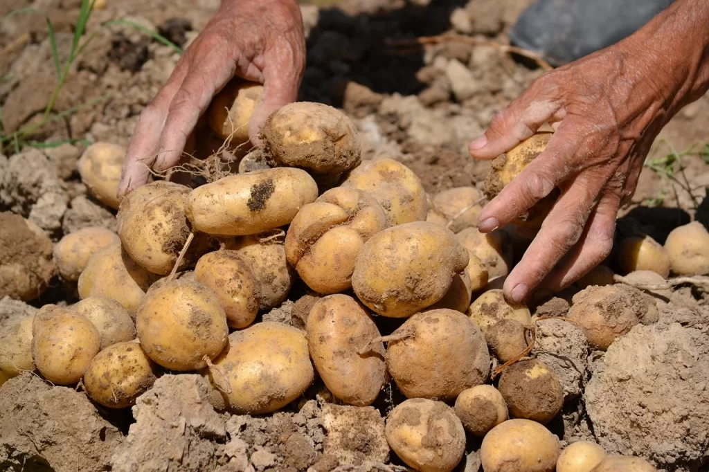 Potato Farmer