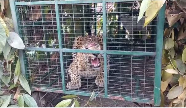Jalpaiguri || Leopard captured in cage, workers heave a sigh of relief