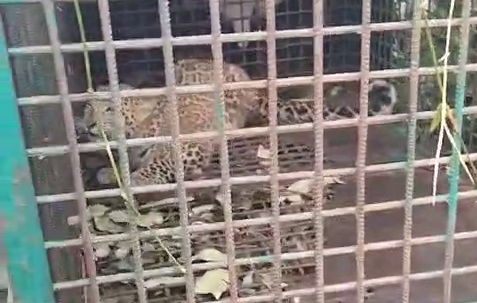 Leopard trapped in cage in Dalgaon tea garden of Falakata