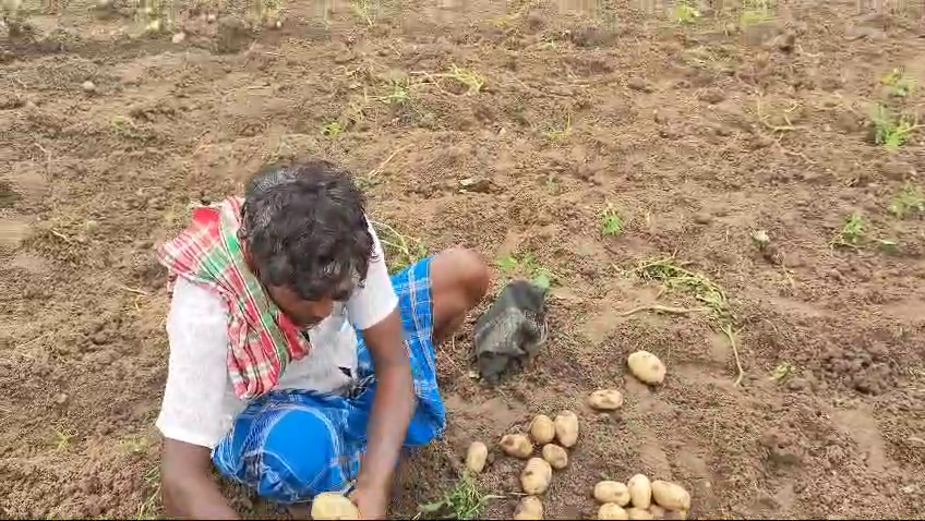 Farmers unhappy due to low potato production and not getting fair price