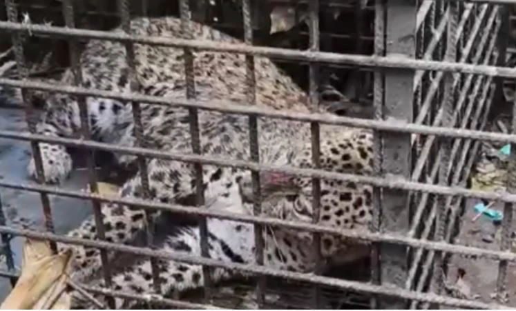 Alipurduar: Leopard captured in cage, tea garden workers heaved a sigh of relief