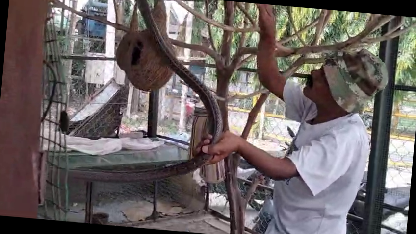 Panic due to mixing of snakes in Mainaguri police station