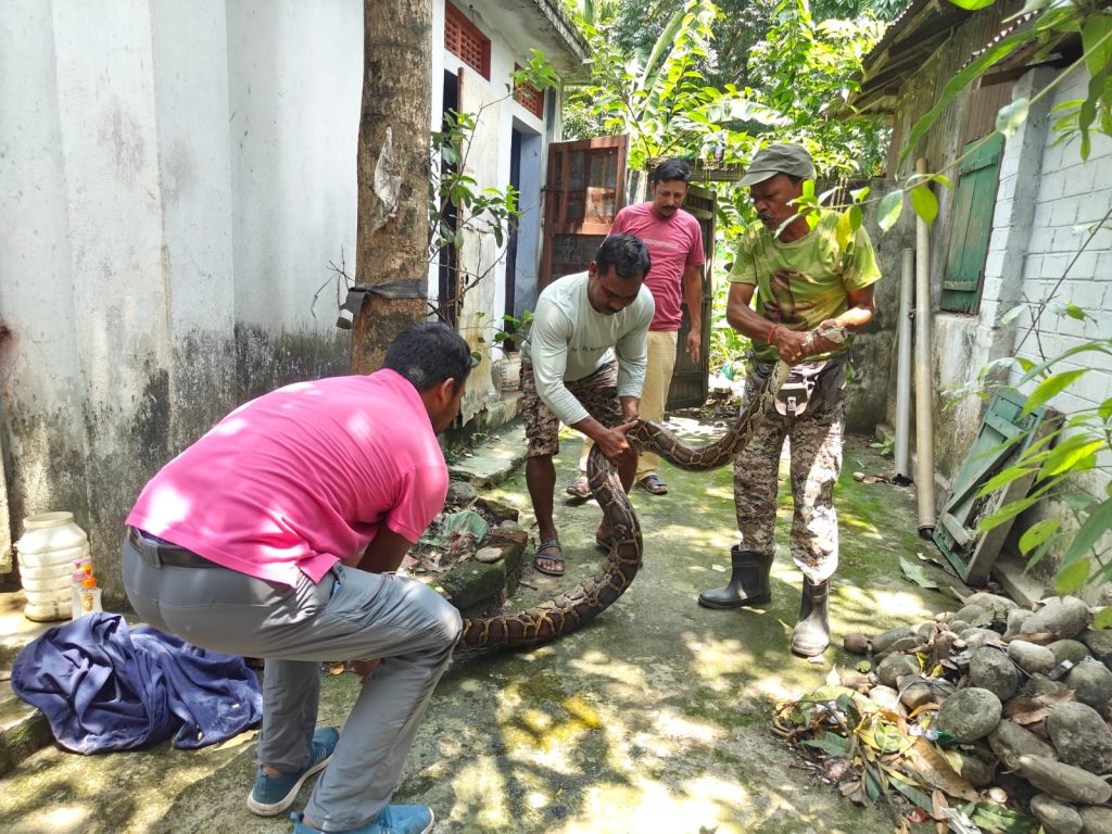 Bengal: Panic after finding poisonous snake and 26 eggs in the kitchen