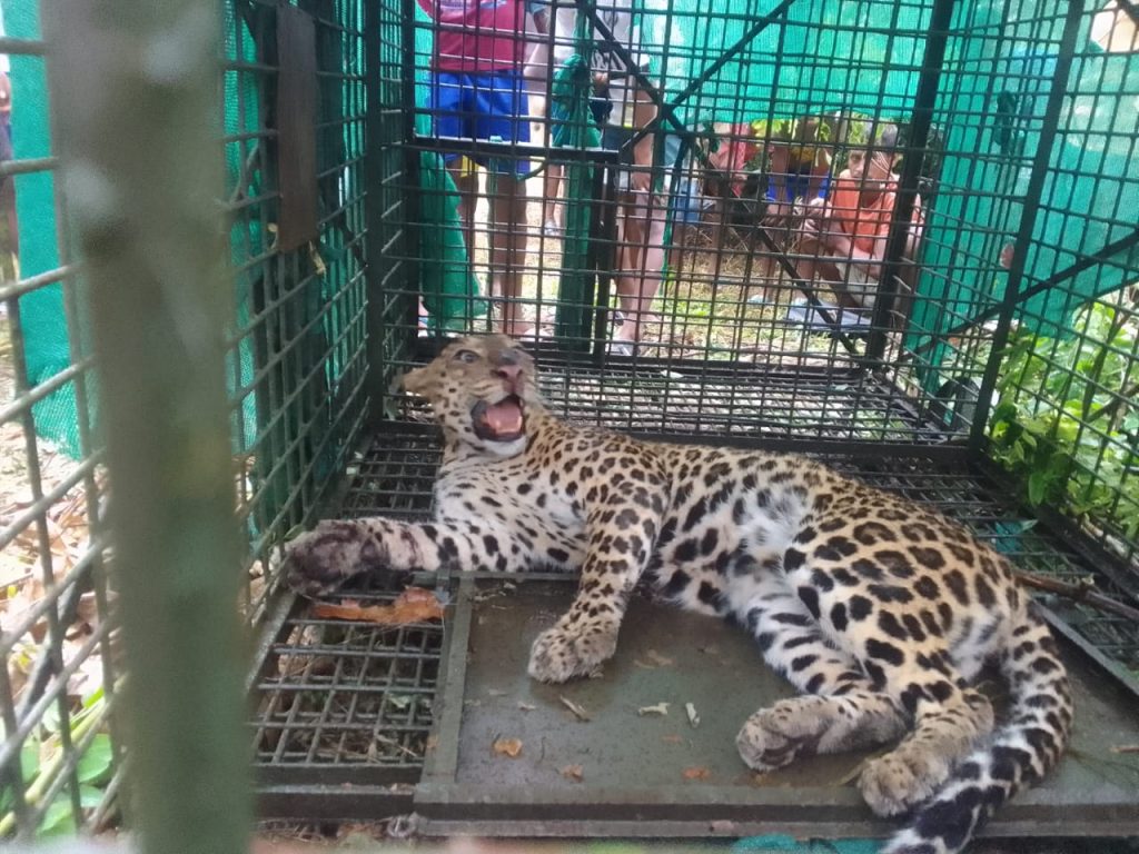 Jalpaiguri: Leopard captured in cage, people heaved a sigh of relief