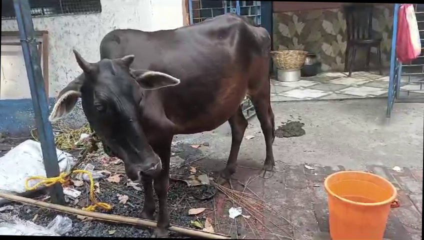 Bengal: Cow theft cases are increasing in Asansol